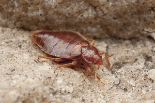 Illustration for article titled What Can You Do When Termites Are Taking Over?